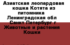 Азиатская леопардовая кошка.Котята из питомника. - Ленинградская обл., Санкт-Петербург г. Животные и растения » Кошки   